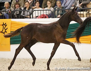 Konstantin, price highlight of the 2016 Trakehner Elite Auction :: Photo © Jutta Bauernschmitt