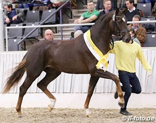 Quattroporte at the 2016 Hanoverian Stallion Licensing :: Photo © LL-foto