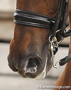 Horse with whiskers trimmed :: Photo © Astrid Appels